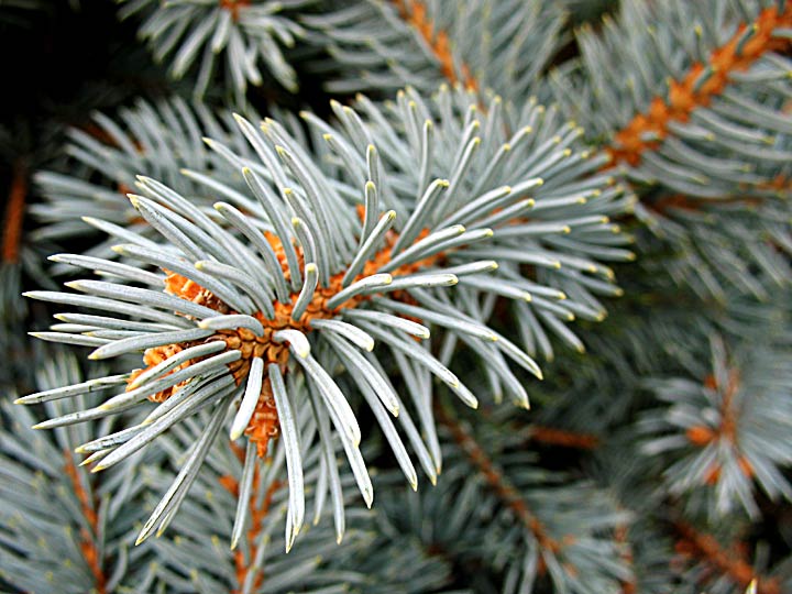 Day 20 - Grey Pine