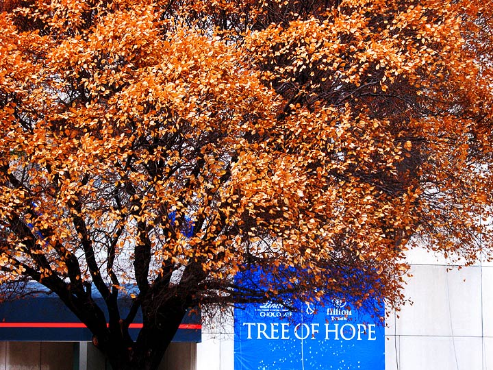 Day 27 - Tree of Hope