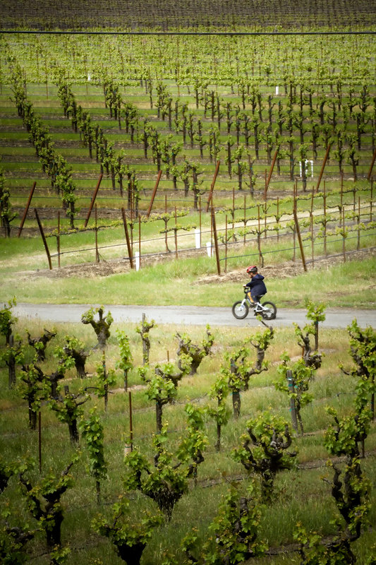 Vineyard Biking