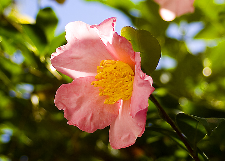 October Bloom