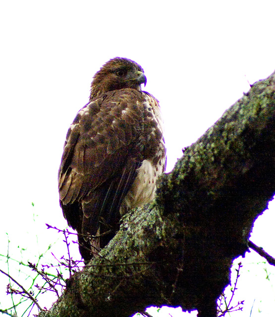 hawkprocessed.jpg