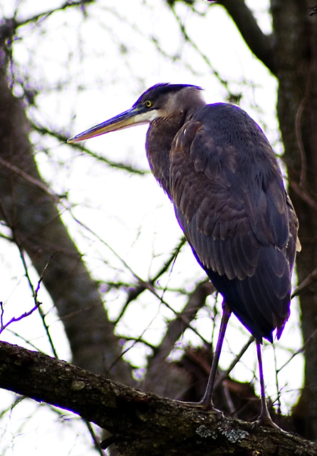 Heron.jpg