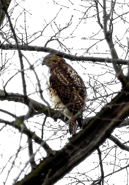 Hawk.jpg