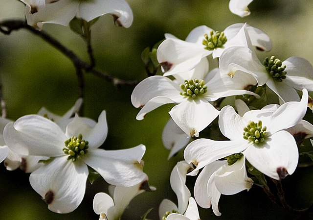 Dogwood.jpg