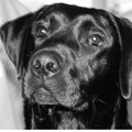 Man's Best Friend