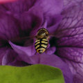 Hornet