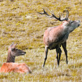 Red Deer Stag and Doe