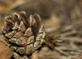 Macro of pine cone