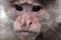 Monkey Boy