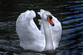 Mute Swan