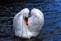 Mute Swan 2