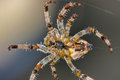 Garden Spider