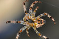 Garden Spider.jpg