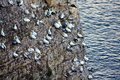 Gannet Colony