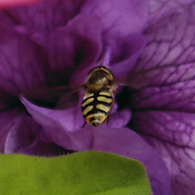 Hornet