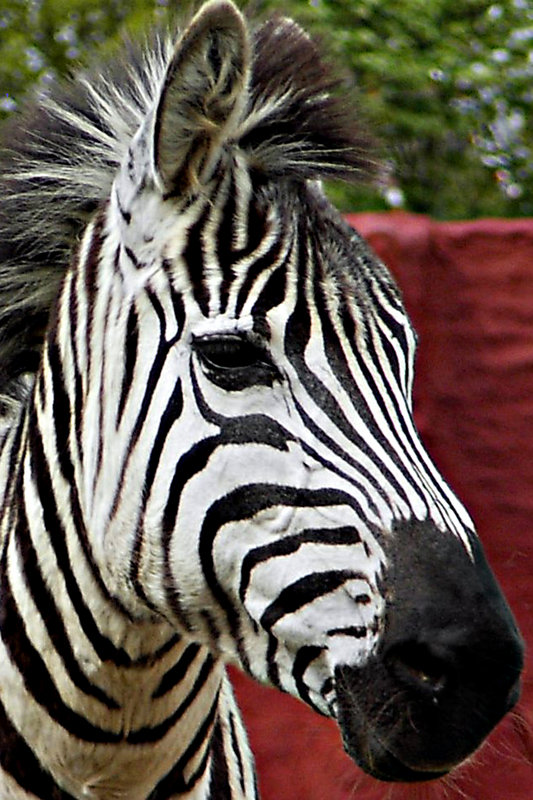 Zebra