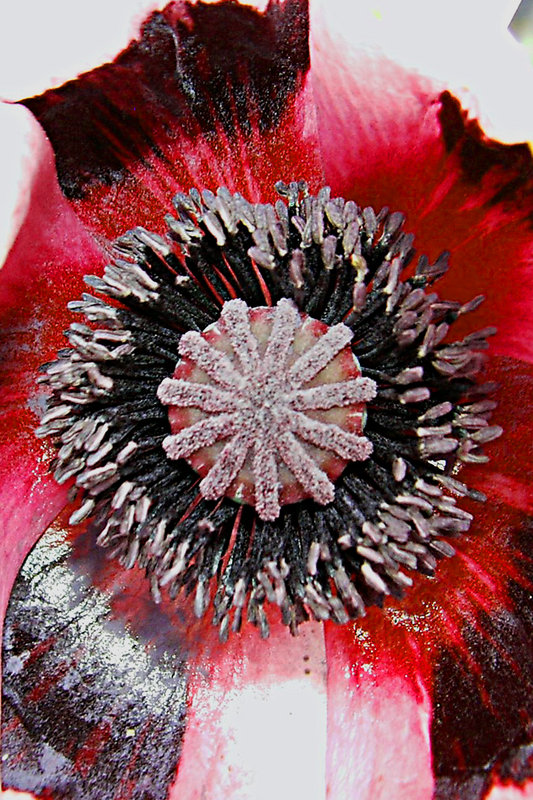 Optimum Opium