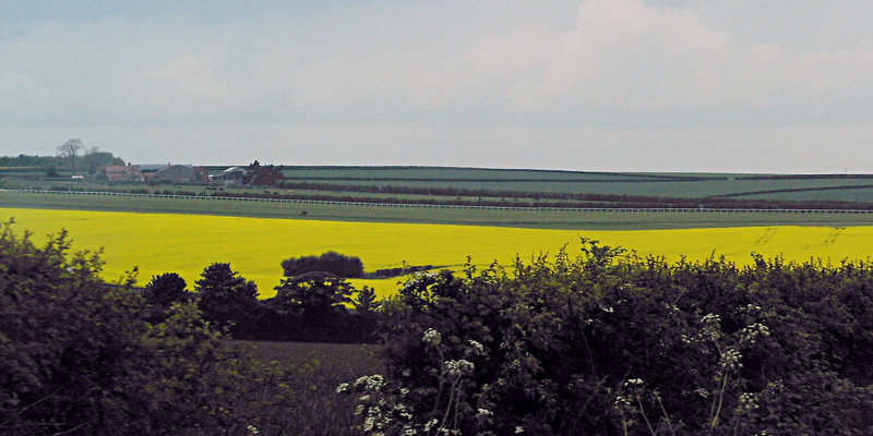 rape-seed field