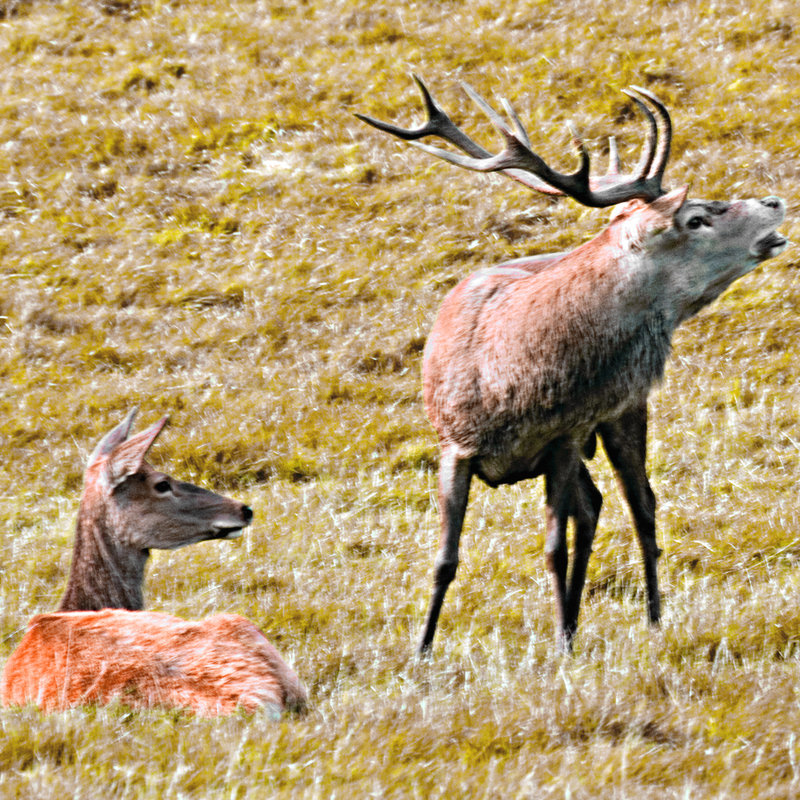Red Deer Stag and Doe
