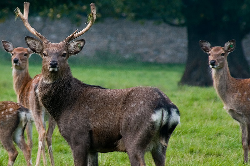 Roe Deer Stag.jpg