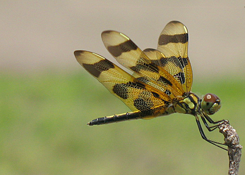 Dragon Fly