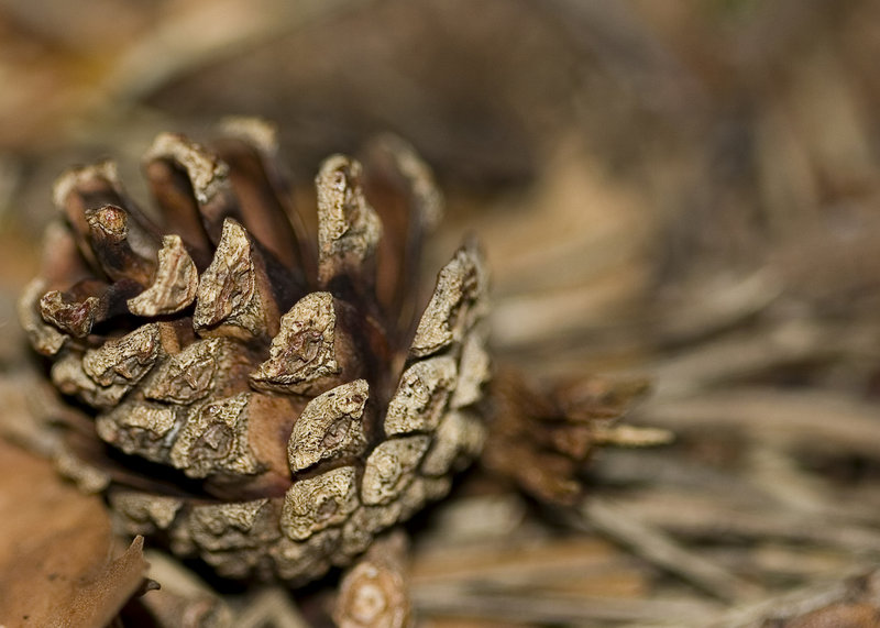 Macro of pine cone