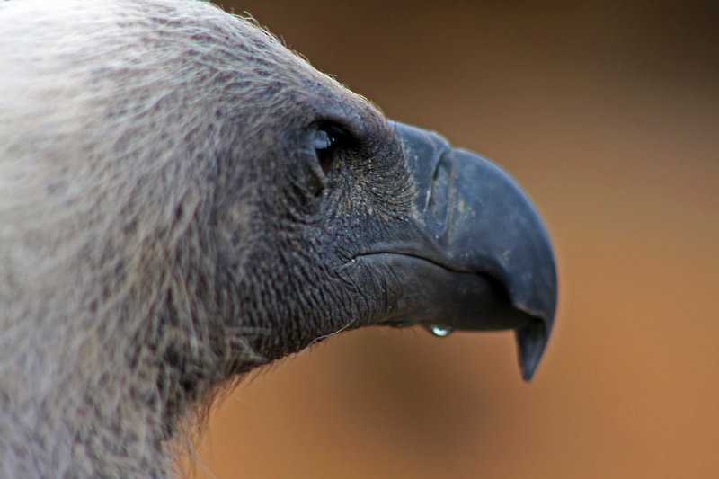 Vulture