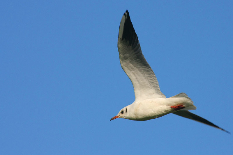 Black Headed Gull