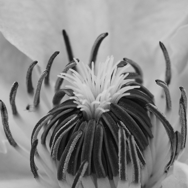 Clematis