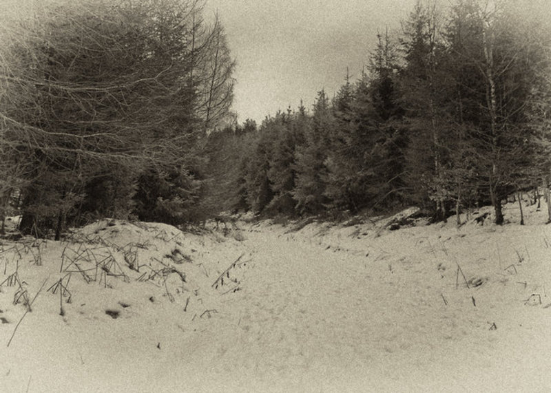 Snow in Dalby Forest