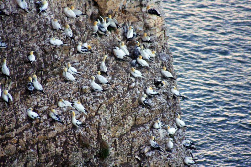 Gannet Colony