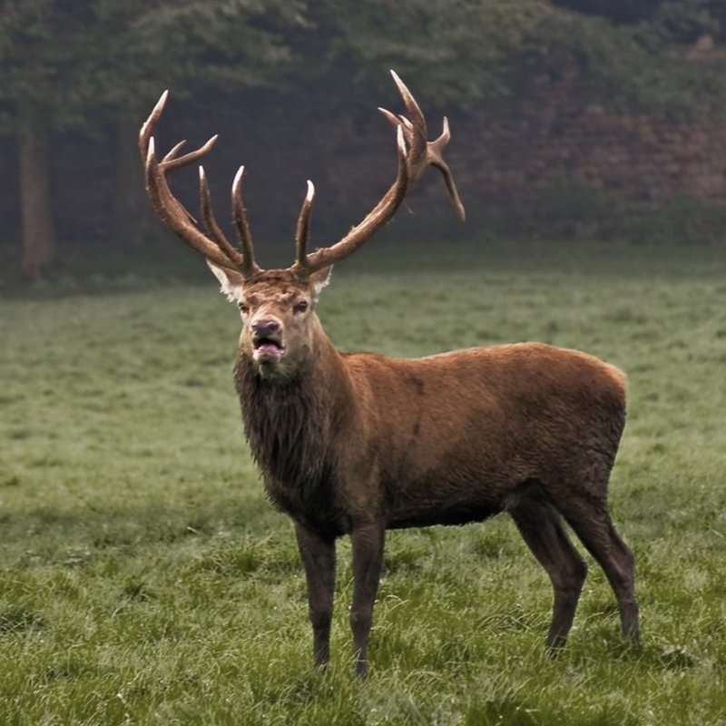 Stag
