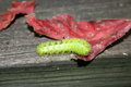 red and green.JPG