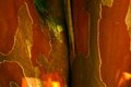 unusual bark.JPG