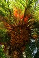 brilliantly colored palm.JPG