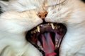 My!  What big teeth you have!!
