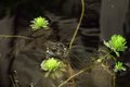 frog.jpg