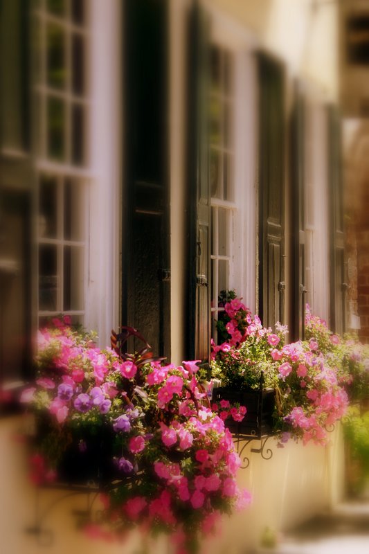 pretty in pink.JPG
