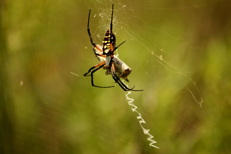 writing spider dinner.JPG