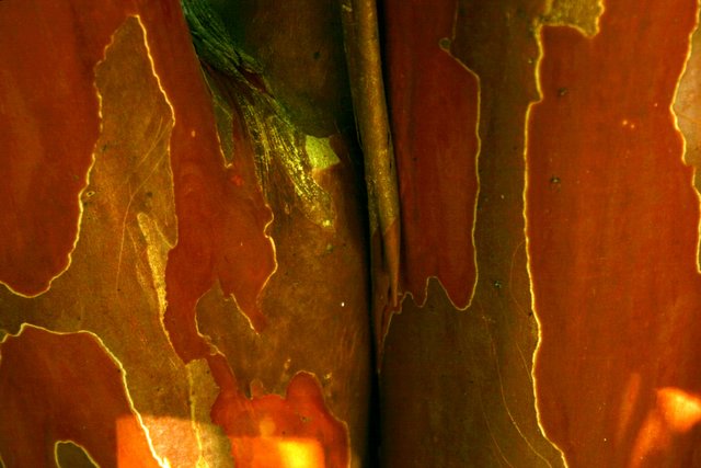 unusual bark.JPG