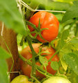 Ripe-Tomato