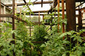 Tomato-Jungle