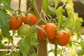 Early Tomato Tress