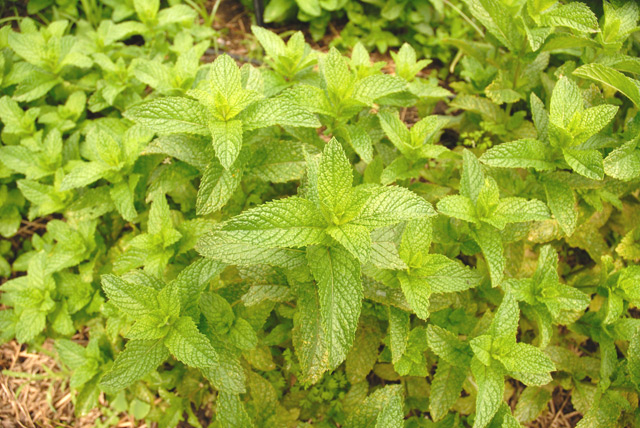 Mint