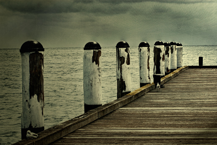 gulls