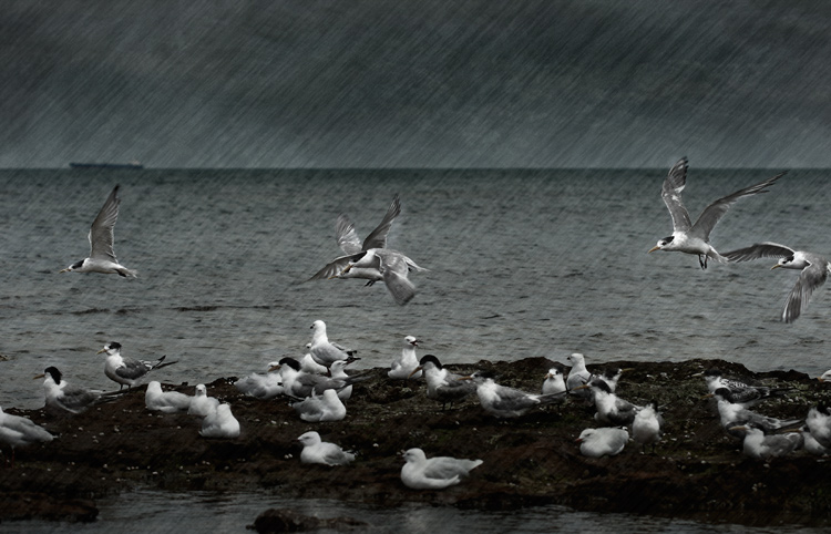 one day I'll fly away ....