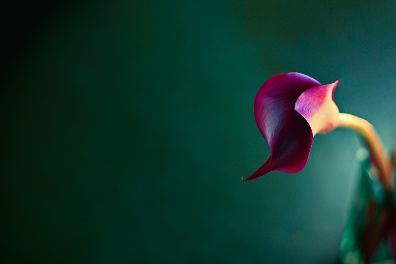 Calla