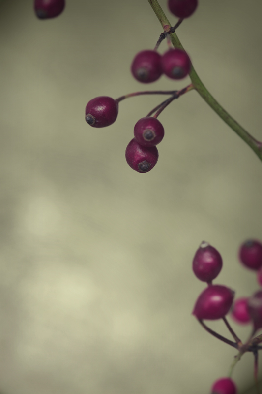 Berries