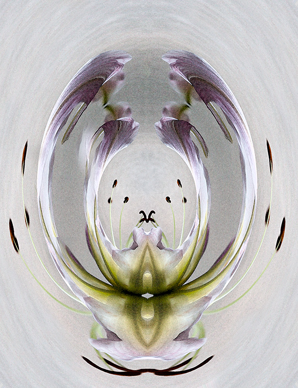 The birth of a flowerweb.jpg
