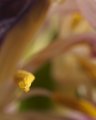Abstract Floral 1
